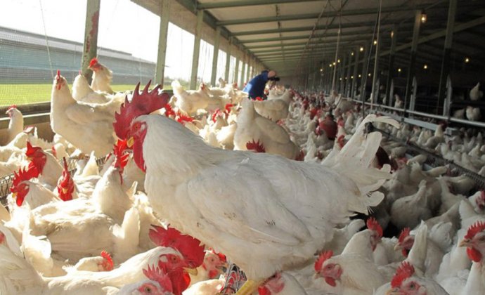 South African government is committed to opening up new poultry export market