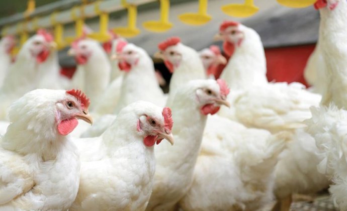 Brazil's chicken and pork exports grew in the first seven months of this year