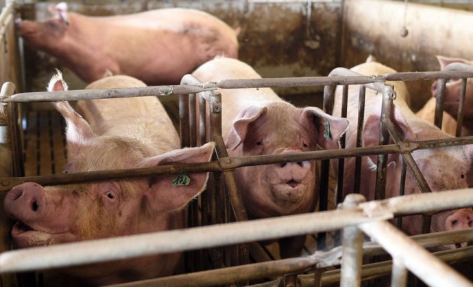 South Korea confirms that thousands of pigs in the third African plague epidemic area have been culled