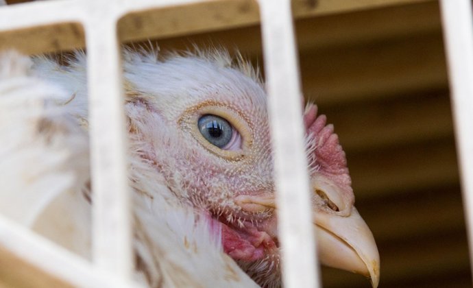 The weather in the UK was hot in August, causing more than 1,000 poultry accidental deaths.